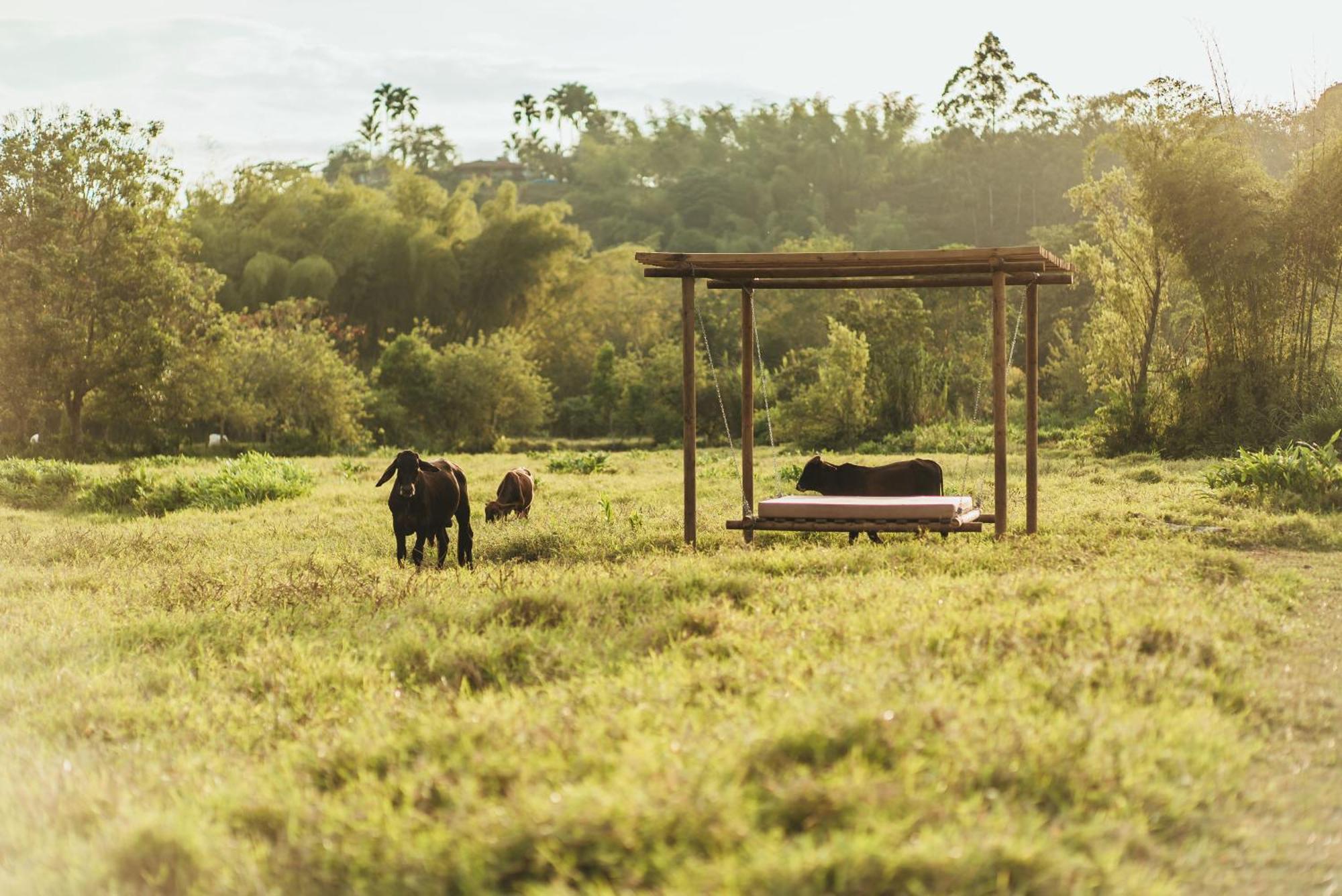 Calarcá Glamping Entre Rios酒店 外观 照片